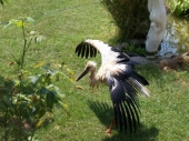 Zoo park u Donjoj Toponici