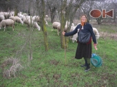 Čobanica Vida i njene ovce