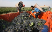 Vino mora u registar