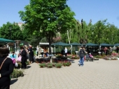 Sajam cveća u Svetosavskom parku 