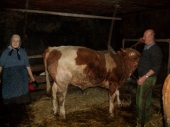 Dve krave kao radnička plata