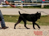 Šetao psa bez korpe i udario policajca