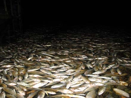 Mrtve ribe u jezeru