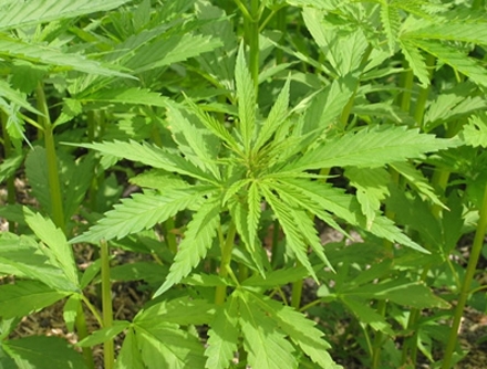 Opasna trava: novo hapšenje zbog marihuane 
