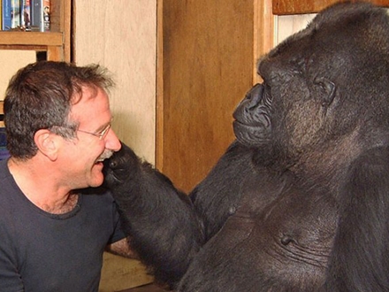  Gorila Koko tuguje za preminulim Robinom Vilijamsom, Dejli Mejl 