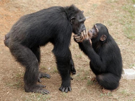 Beta / Brandon Wade/AP Images for The Humane Society of the United States and Chimp Haven