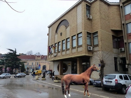 Vranje bi moglo da ima i opštinskog konja: Fotomontaža OK Radio 