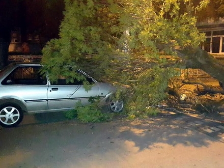 drvo se obrusilo na parkiranog forda FOTO:Juzne vesti/M.M.