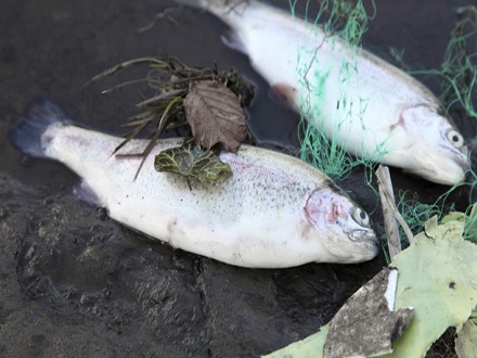 Sakupljeno oko devet kilograma uginule ribe. Foto: Guliver/Getty Images/Thinkstock