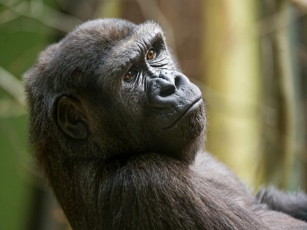 Veovalo se da majmuni nemaju saznajne sposobnosti. Foto: Tambako The Jaguar/Flickr.com 