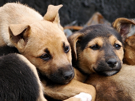 Država bi trebalo da subvencioniše sterilizaciju pasa; Foto: Getty Images