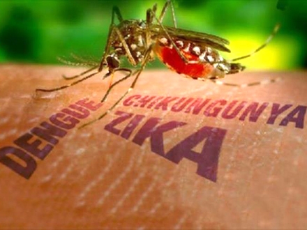 Virus Zika se eksplozivo širi; Foto: Profimedia