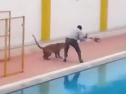 Leopard napada muškarca pored bazena; Foto: YouTube printscreen