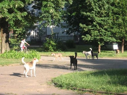 Psi u gradskom parku FOTO OK Radio 