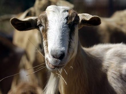 Koliko pasulja može da pojede koza? Foto: AP