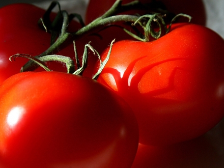 Odakle dolazi paradajz? FOTO agronomija.rs