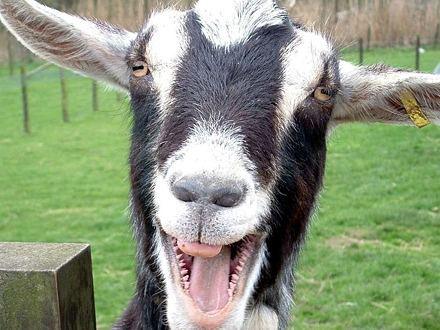 Bolest šire koze i ovce, preko mleka i sira; Foto: Pinterest