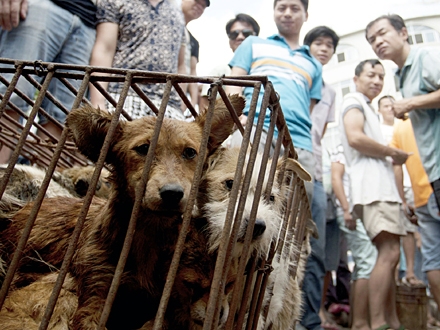 Očekuje se da će 10.000 pasa i mačaka biti ubijeno; Foto: AP