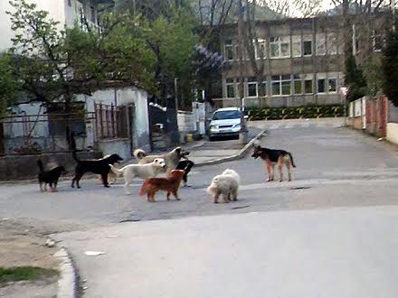 Psi ispred škole u Vranju: ima li leka? FOTO OK Radio 