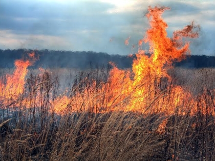 Požari prete u  letnjem periodu FOTO free images