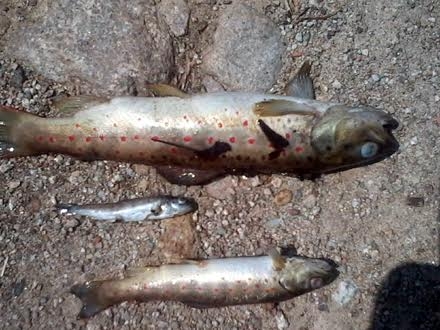 Pomor ribe u Masurici, opasnost i za ljude FOTO FB 