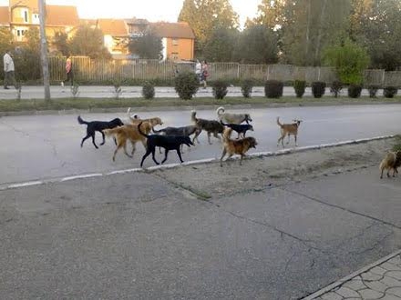 Sve više pasa na ulicama, rešenje sve dalje FOTO OK Radio 