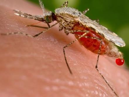 Komarci prenosnici opasne bolesti FOTO Wikipedia 
