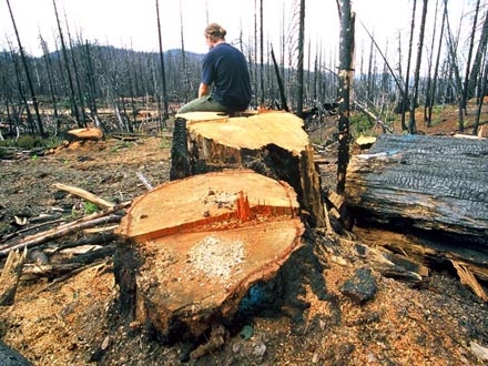 Lopovi dobro zarađuju na tuđoj šumi; Foto: Free Images
