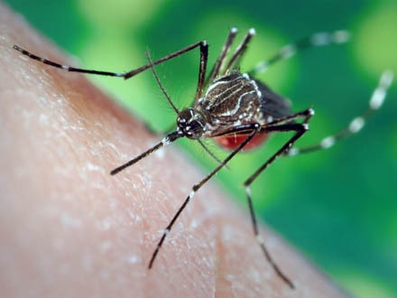 Miholjsko leto pogoduje komarcima; Foto: CDC