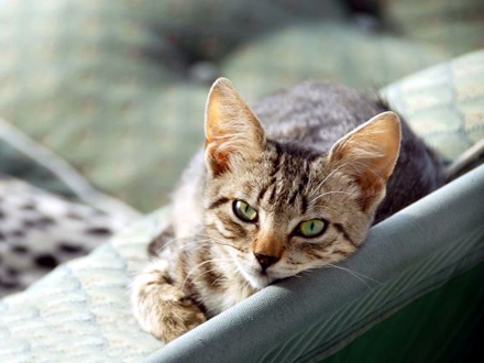 Mačak predosetio ugljen monoksid; FOTO: Ilustracija/Thinkstock 