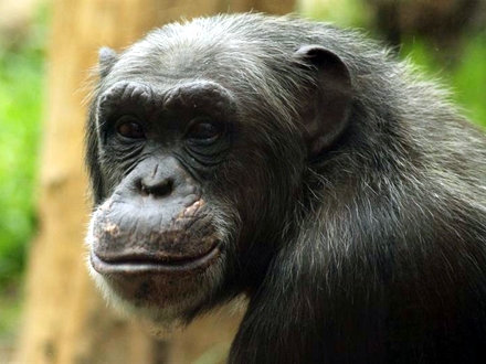 Četiri godine pravne bitke za prava šimpanza FOTO: Pixabay