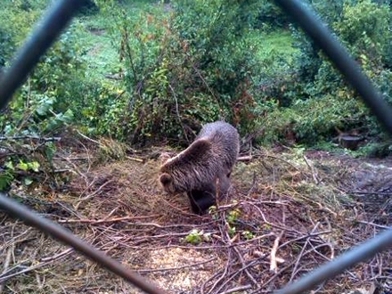Medved na Kukavici u novembru 2015. FOTO: N. Ristić/OK Radio