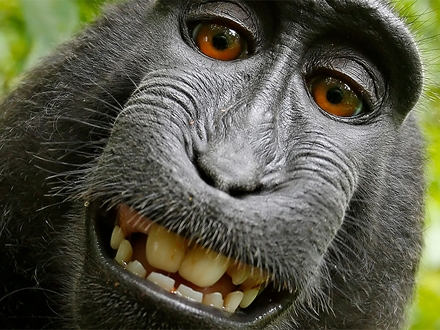 Majmun, vlasnik autorskih prava FOTO: Monkey selfie/David Slater/Wikimedia