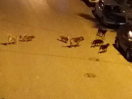 Amatereski snimak pasa na ulicama Hana 