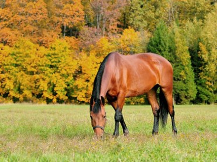 Konji su ubijeni zbog prisustva infektivne penumonije FOTO: Free Images