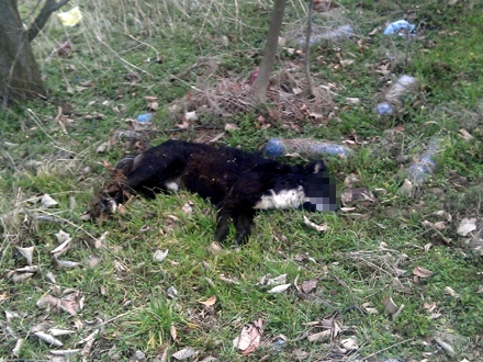 Mrtav pas pored dečijeg igrališta FOTO: Facebook/Marko Spirić