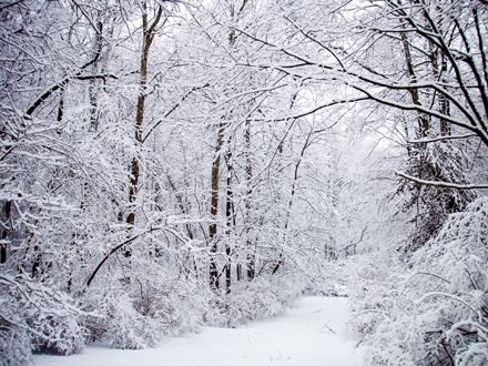 Snežna oluja u pola Amerike FOTO: Profimedia