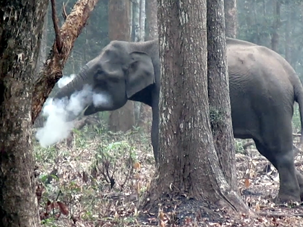 Slon koji puši u indijskoj šumi FOTO: WCS