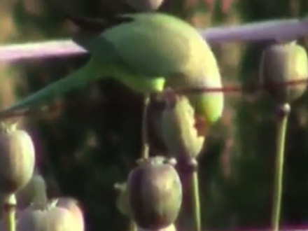 Jata papagaja zavisni od opijuma FOTO: YouTube printscreen