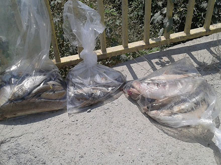 Uginula riba iz Južne Morave. Foto: FB