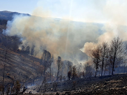 Vatra zahvatila nisko rastinje i drveće FOTO: OK Radio