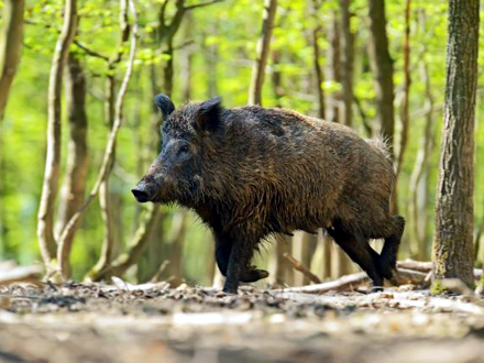 Ne može da se spreči da divlje svinje prelaze granicu FOTO: Thinkstock