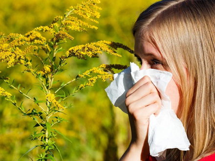 Alergije izazvane ambrozijom pogađaju oko 13,5 miliona ljudi u Evropi