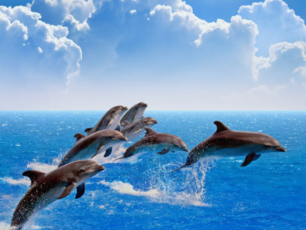 Delfini su se kretali prilično brzo Ilustracija/Foto: depositphoto