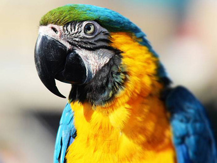 Papagaj, je počeo da ispušta glasne zvukove FOTO: Pixabay