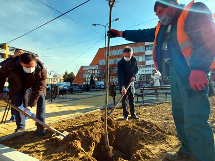 Milenković zasadio prvo stablo FOTO:vranje.org.rs
