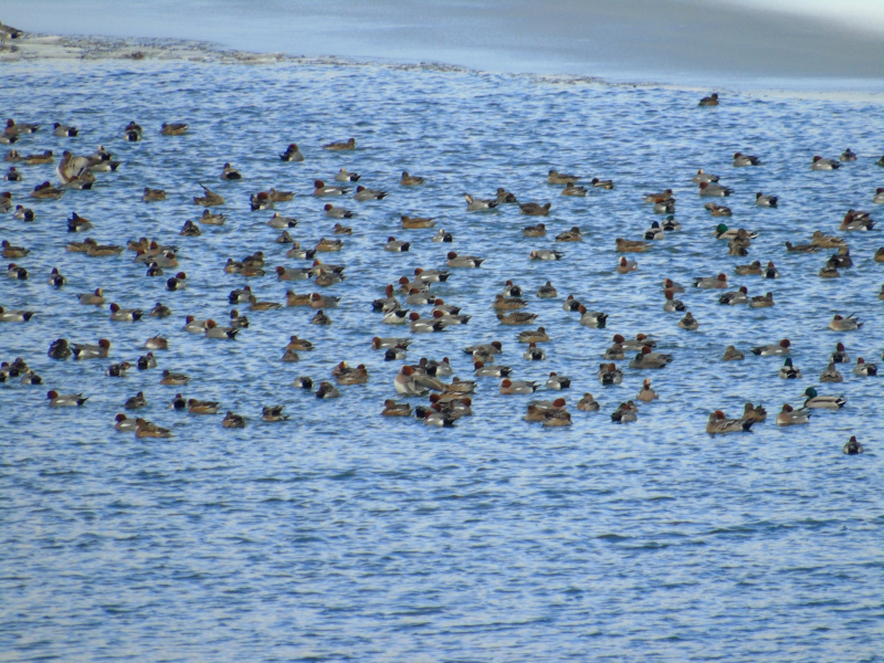 Foto: S.Tasić/OK Radio