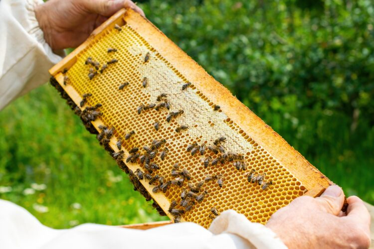 Foto: Shutterstock/Pickless