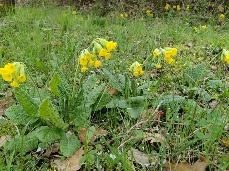 Foto: S.Tasić/OK Radio
