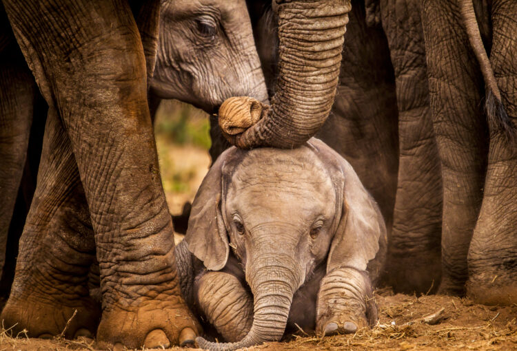 Foto: John Michael Vosloo/Shutterstock